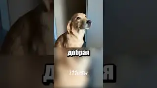 Не самый надежный охранник