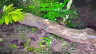 gak ada yg berani pindah pohon tumbang ini dan muncul kuntilanaknya terbang