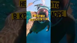 🚫 Не делай это в Красном море 🐠 Отдых в Египте 