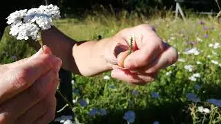 les balades d'Hildegarde et Lucie : L'achillée millefeuille