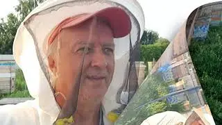 Начался главный медосбор  Работа семьи объединённой из двух слабых  Много пчёл бакфаст, мало мё