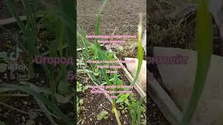 Grønnsakshage i Norge Bontveit Bergen. Огород в Норвегии Бонтвейт Берген 28 мая. Vegetable.