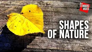 Calm Instrumental Music With Guitar For Relaxation, Study, Work & Spa Salons | Shapes of Nature
