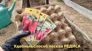 Удобный способ посева редиса в яичные лотки