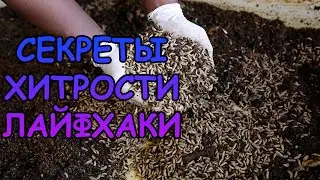 ЧЕРНАЯ ЛЬВИНКА. КОРМОВАЯ КУЛЬТУРА НЕ ДЛЯ НОВИЧКОВ. ПОЛНАЯ ТЕХНОЛОГИЯ