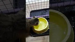 Кошачий водопой)) #cat #животные #аnimals #cute #котики #кошки