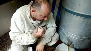 КАЧАЕМ ГРЕЧКУ - сорт "СВЕТЛАНА".