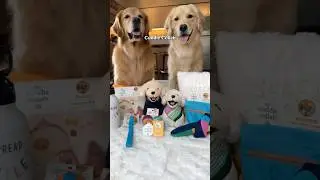 My dogs are launching a collection with Target!