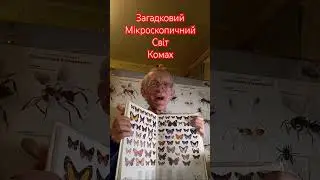 Цей Загадковий Мікроскопичний Світ Комах, Київ, Україна. Amazing World of Insects Around Us. Ukraine