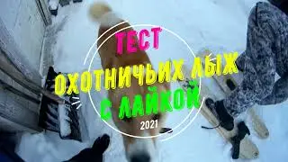 Тест охотничьих лыж с лайкой!