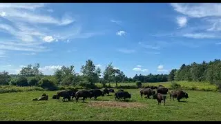 National Bison Association Eastern Bison Conference 2024 (4 of 4)