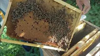 Однорамочные отводки 40 дней спустя
