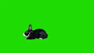 Rabbit On Green Screen Stock Footage Video