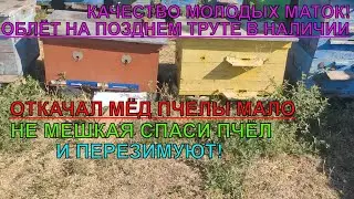 Какие семьи в сравнении НЕ ПЕРЕЗИМУЮТ НУЖНО СПАСАТЬ ПОСЛЕ ОТКАЧКИ МЁДА качество ПЧЕЛИНЫХ МАТОК ☝️🐝🐝
