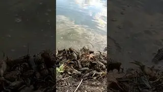 Бизнес на раках, разведение раков в пруду на участке