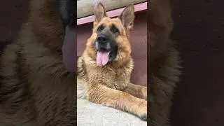 Я собачник и у меня много собак! 