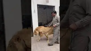 biggest African lion | biggest lion in the world #africanlion #lions #tiger