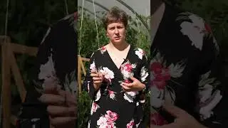 Чего не хватает огурцам? 🌱Это легко определить по форме плода и цвету листа