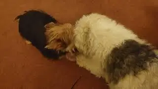 Best Buds