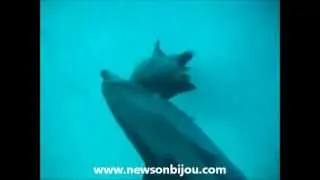 Dolphins penis - during mating season for dolphins in Hurghada, Red Sea, Egypt