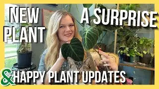 new plant + SURPRISE + some happy plant updates  ||  Soiled Plant