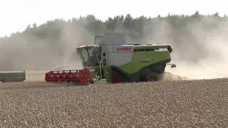 Getreideernte 2024 mit einem Claas Lexion 750 des Lohnunternehmens Schmid Schacha