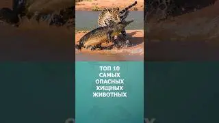 Топ 10 самых опасных хищных животных 