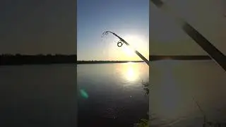Поймал на спиннинг эту красную редкую и красивую рыбу. 
