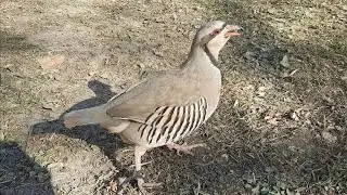 Овози модкабки шикори гиро, Кабки мода, Кабки мастак Кабк Keklik که و Partridge Chukar