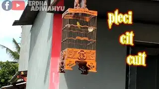 BURUNG PERCI/PLECI GACOR