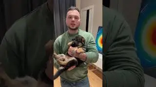 Щенок овчарки ждёт своих хозяев!) Прирожденный охранник по доступной цене! За покупкой 79807427894