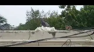 Squirrel , crow are eating curd rice
