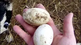 Птичник\ занеслись утки  /Много птицы/управа/будни деревенщины