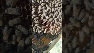 ОТБИРАЮ МЕДОВЫЕ РАМКИ заглянул в свой САМЫЙ ПОЗДНИЙ ОТВОДОК А ТАМ ПРЯМ обгон по всем фронтам ✅🐝🐝