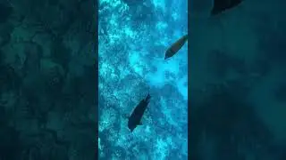 Red Sea 🌊 🐠🐟🐡💙