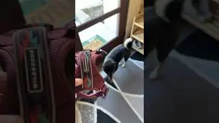 Taking Zoey the Shiba on her routine #dogs