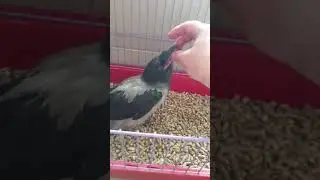 Как и чем кормить врановых и других хищных птиц 🤘🤘🤘 
