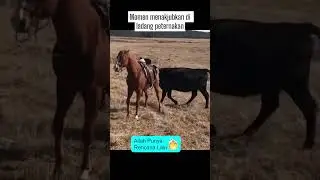 Momen menakjubkan di ladang peternakan 