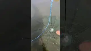 Как нужно ловить раки на китайские раколовки?! Очень просто!