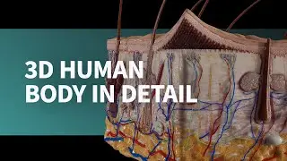 Explore the human body in detail with a range of 3D micromodels