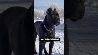 "Unveiling the Powerhouses - Top 10 Strongest Dog Breeds!"😱🐶😱 #shorts  #dog #doglover