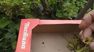 СБОР  СЕМЯН РАСТЕНИЙ!