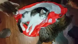 Про котиков. Наш приют 