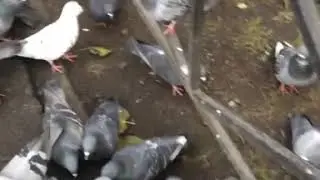 Дорога домой🐦🐦