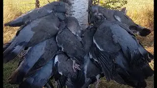 ОТКРЫТИЕ 2021. Охота на вяхиря, рапсовое поле. Wood pigeon hunt.