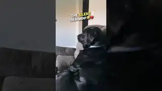 The most dramatic dog EVER 😂