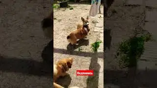 #корги
