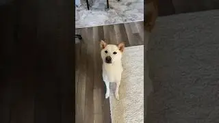 Feeding my puppy probiotics for his gut
