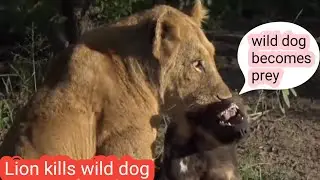 lions vs wild dogs | lions attacks wild dogs | wood animals #wilddogs #lions