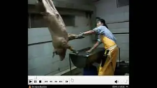 butcher lady before and after slaughtering pigs